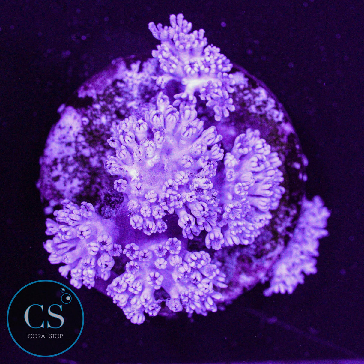 Pulsing Xenia