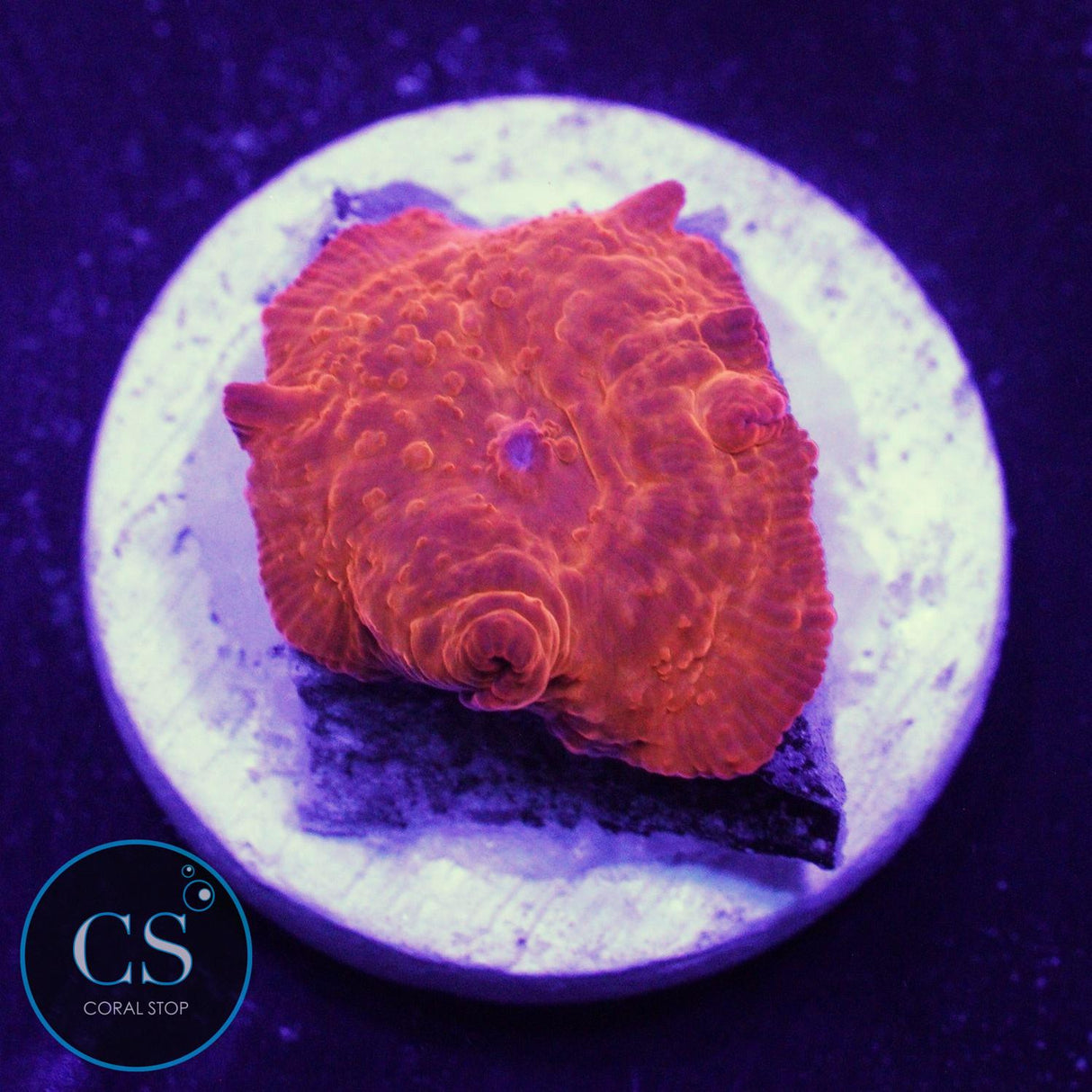 BRIGHT ORANGE DISCO MUSHROOM