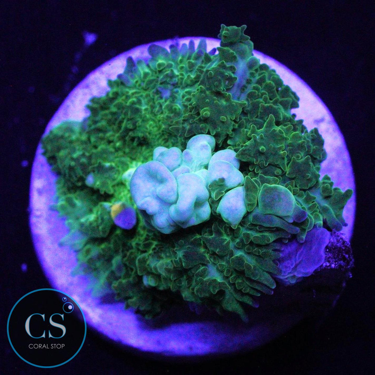 CS GHOST JUNGLE BOUNCE MUSHROOM