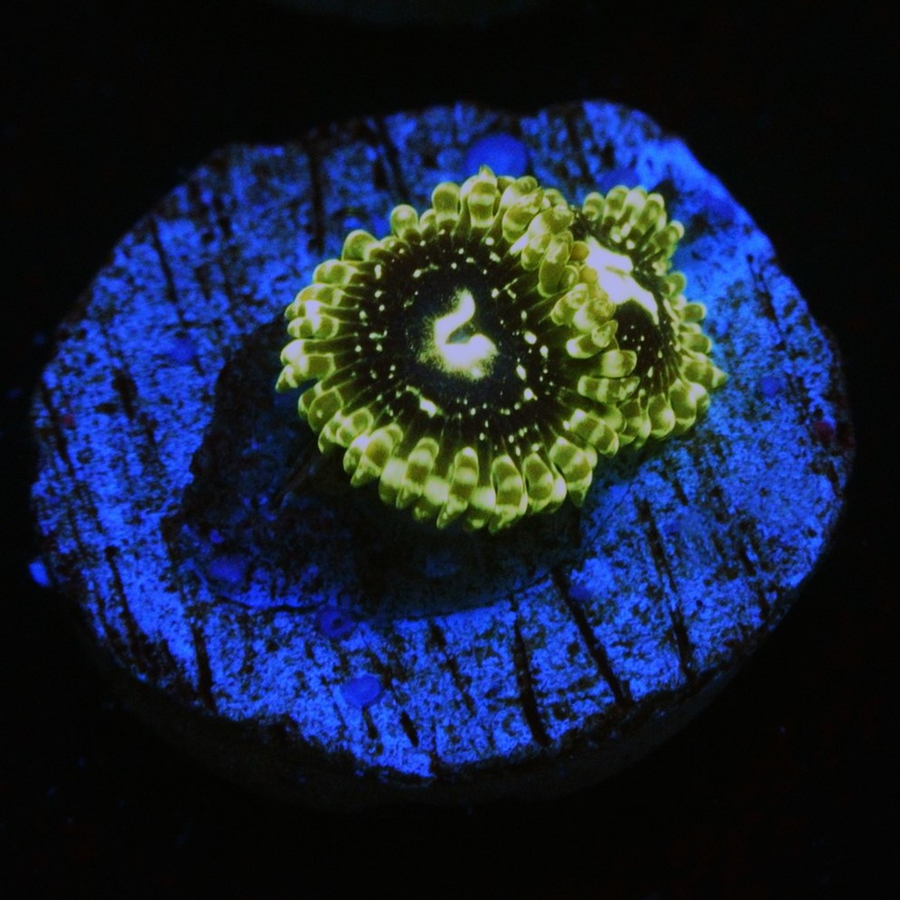 EXOSPHERE ZOA