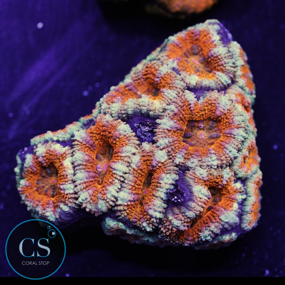 AUSSIE ACAN