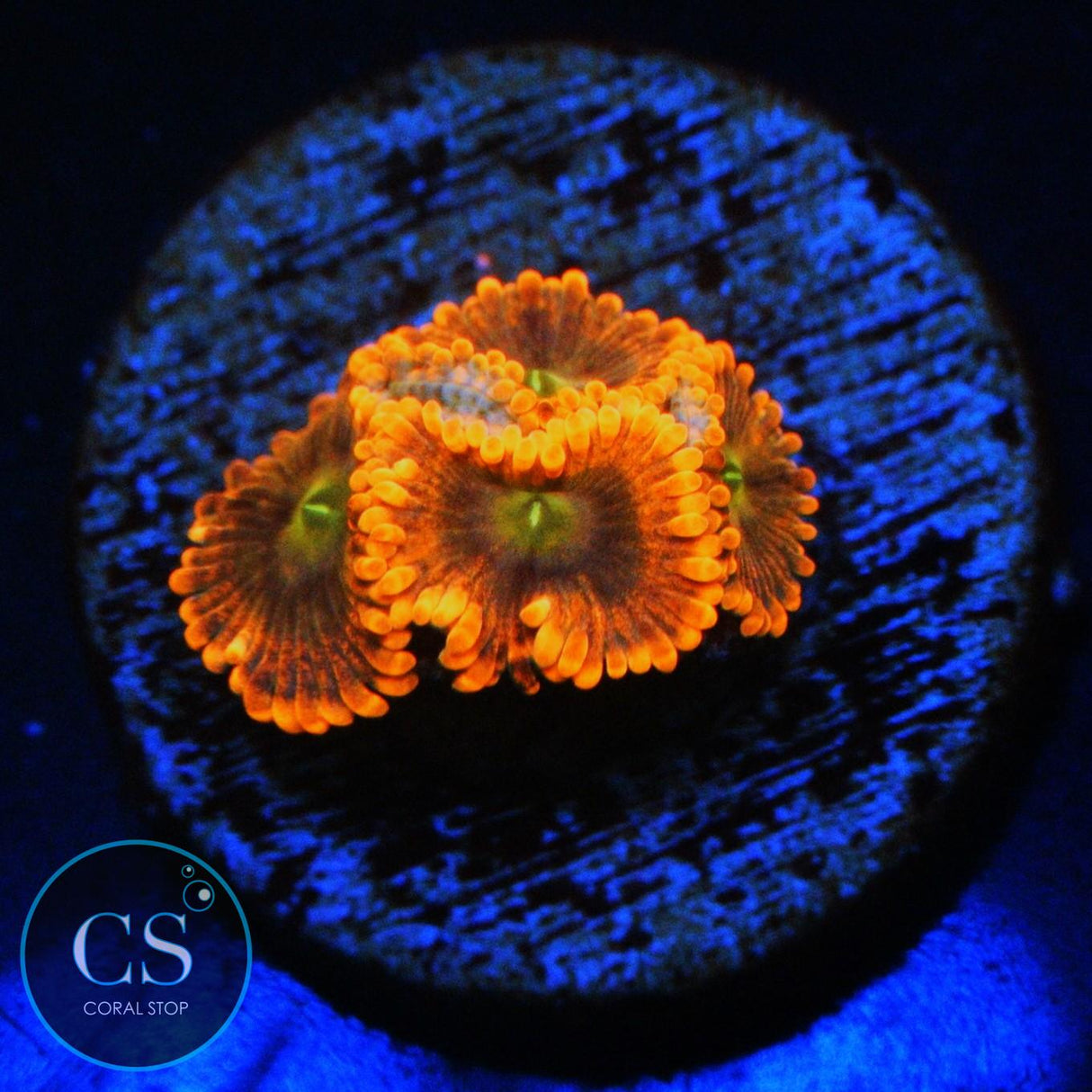 FRUIT PUNCH ZOA