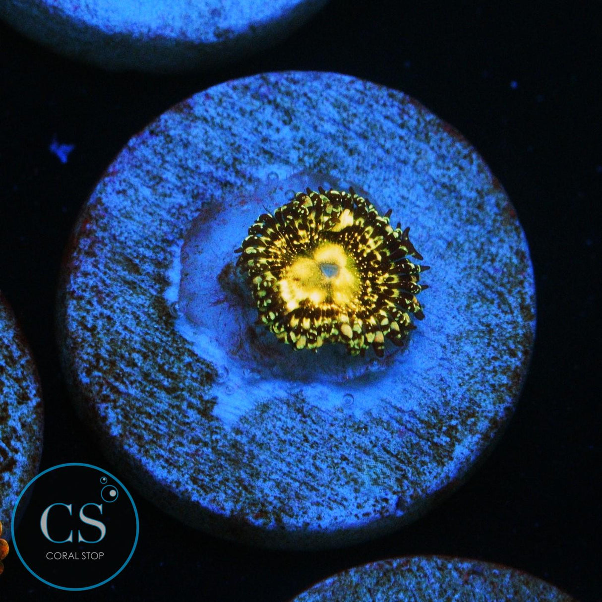 GRIM REAPER ZOA