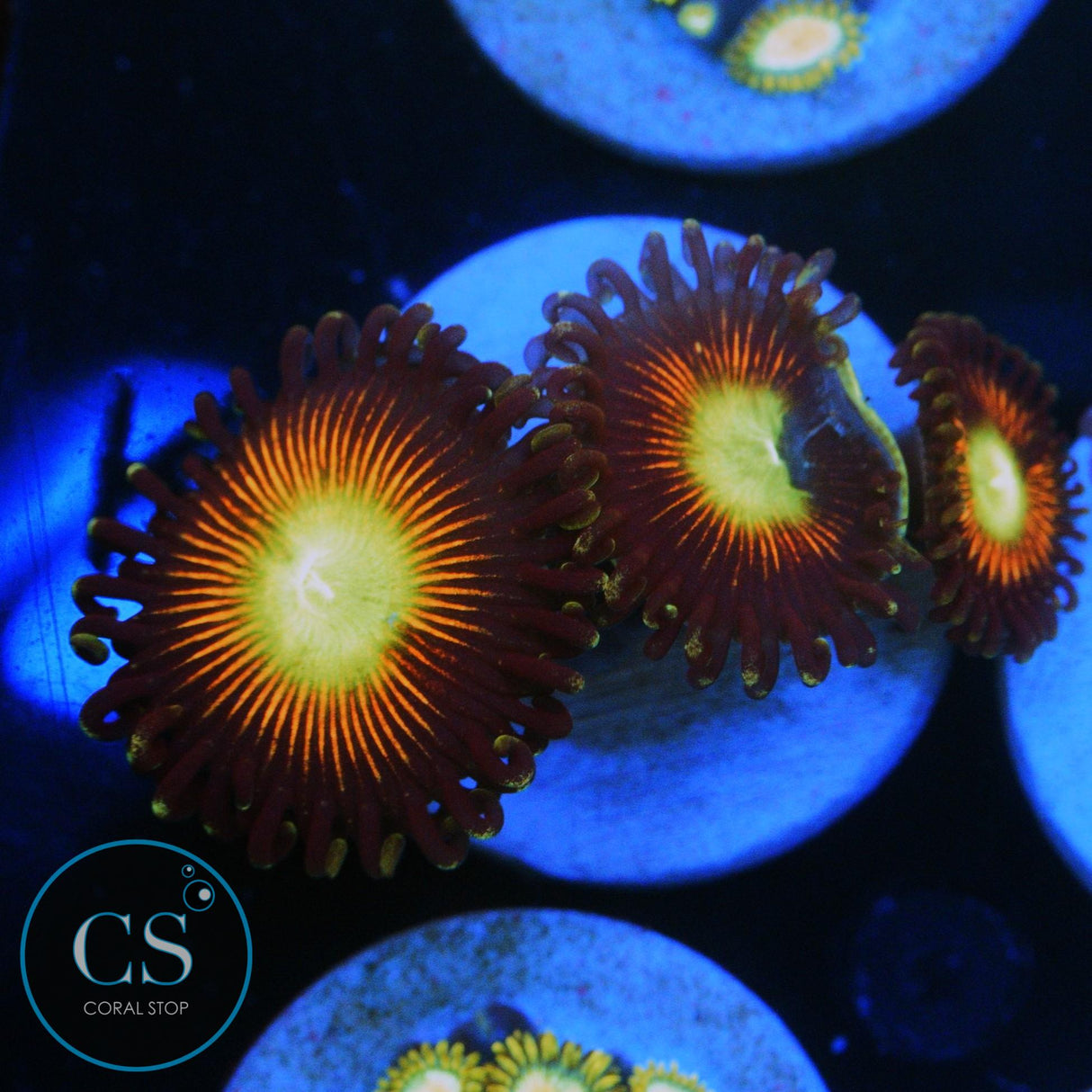 ULTIMATE CAT EYES ZOA