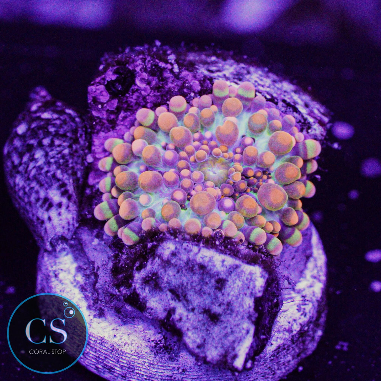 Godzilla Bounce Mushroom