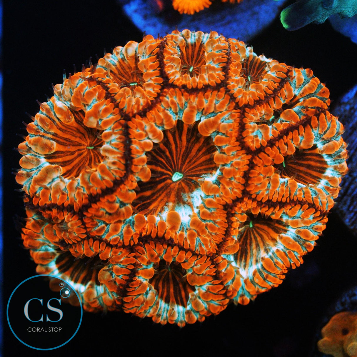 ELECTRIC FLAME BLASTO COLONY