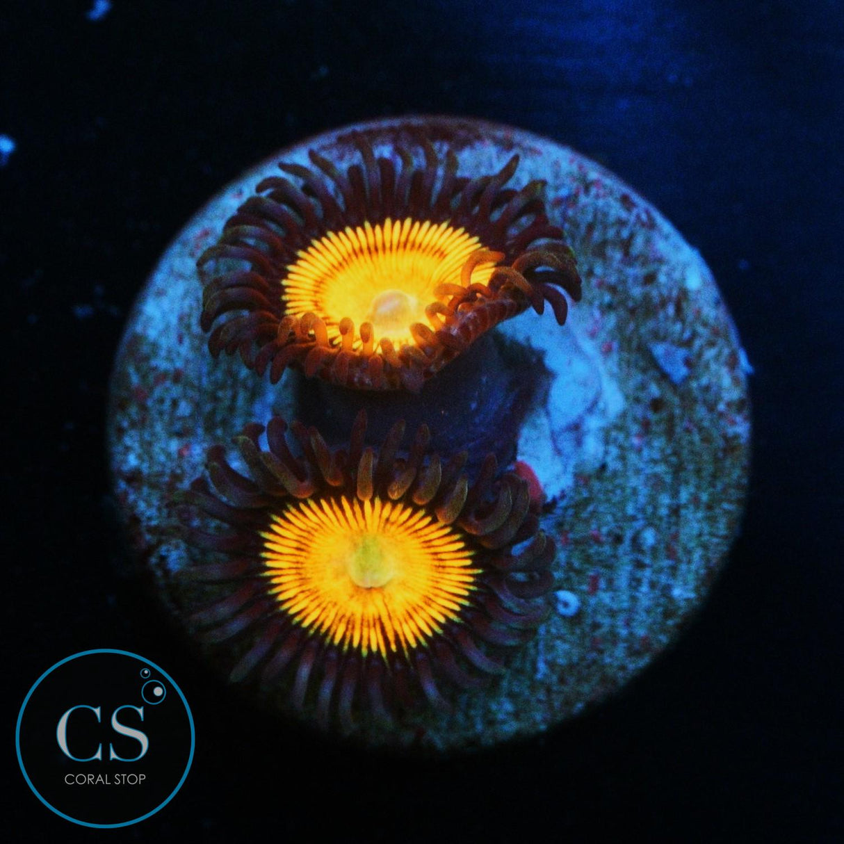 GOBSTOPPER ZOA