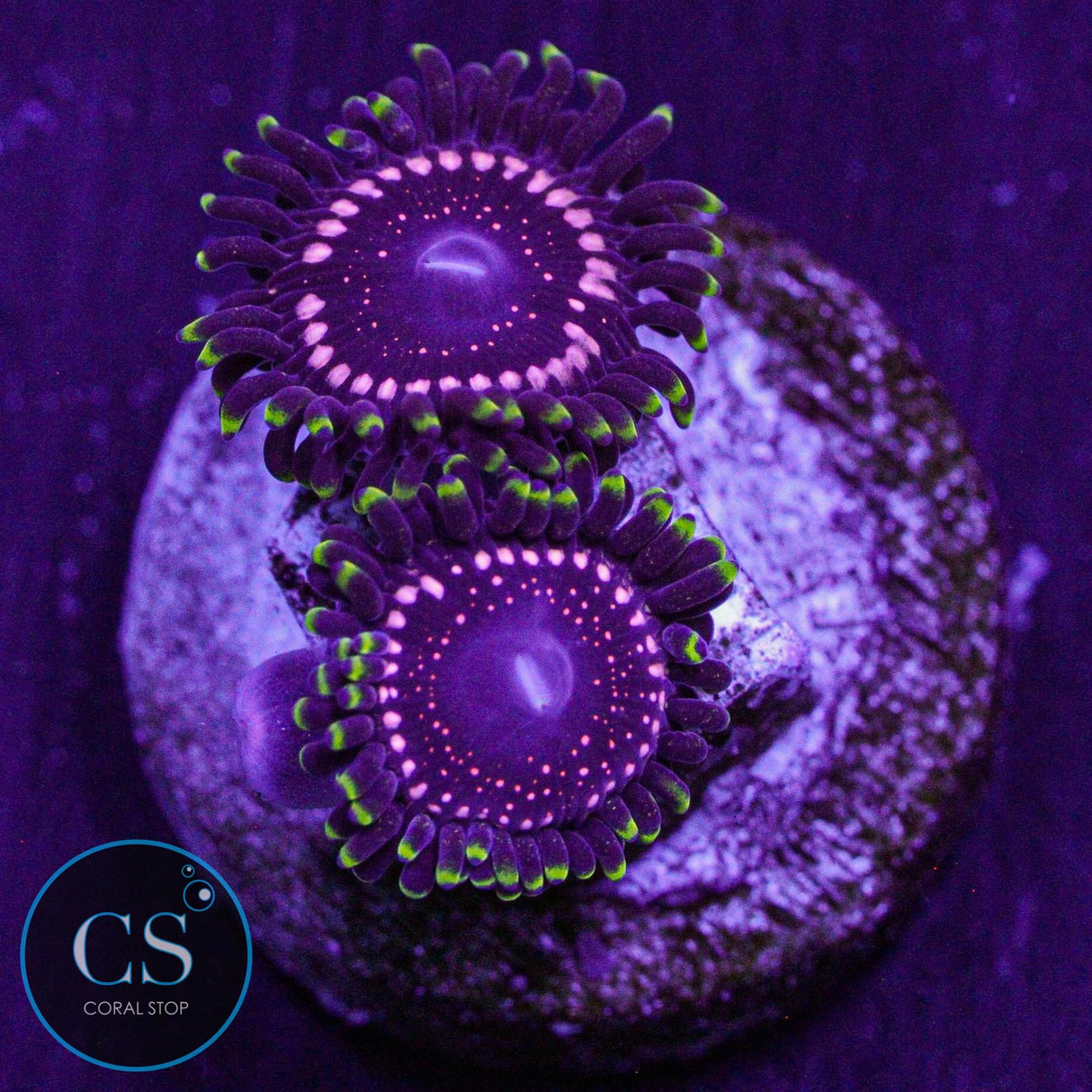 WWC Tasers Zoa