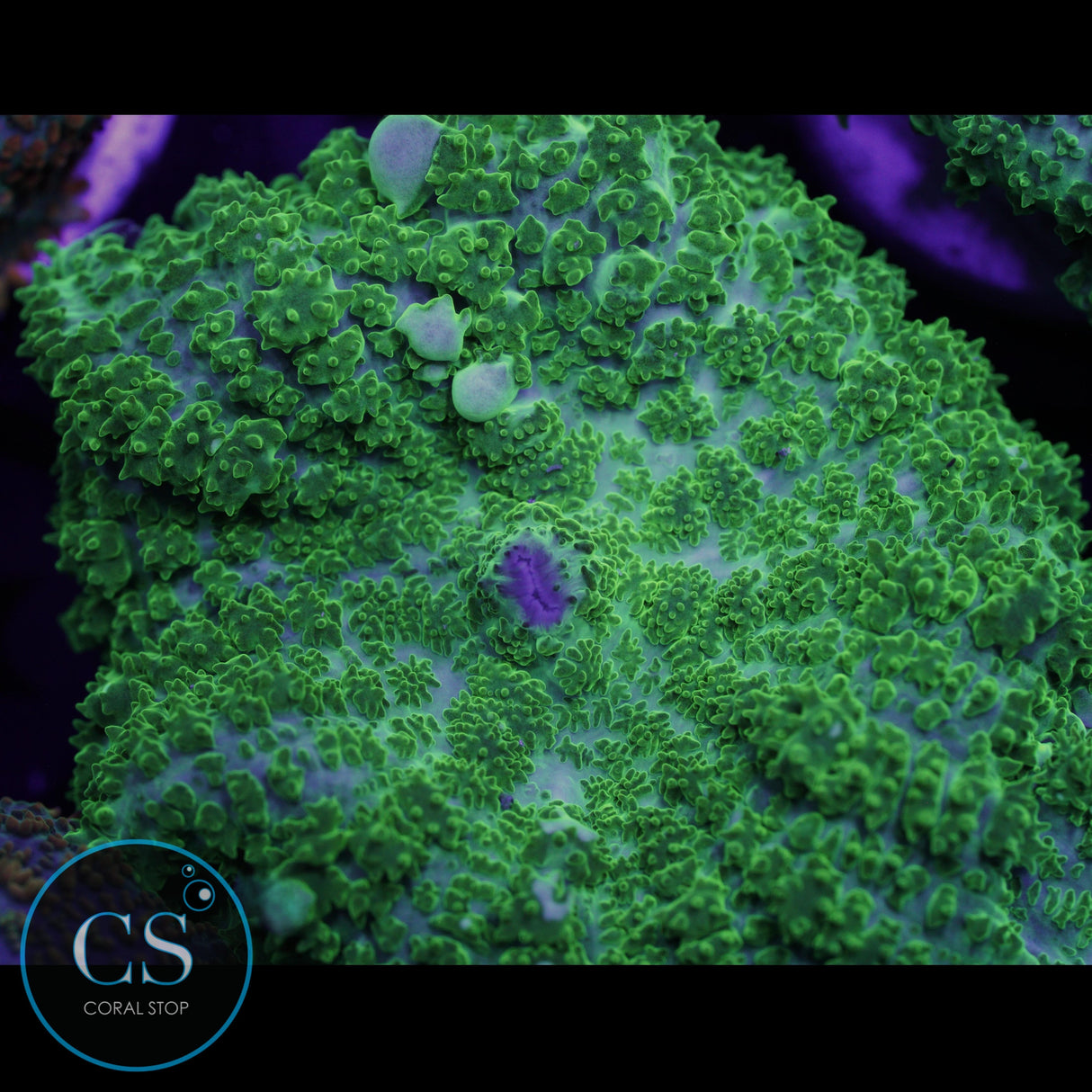 CS GHOST JUNGLE BOUNCE MUSHROOM