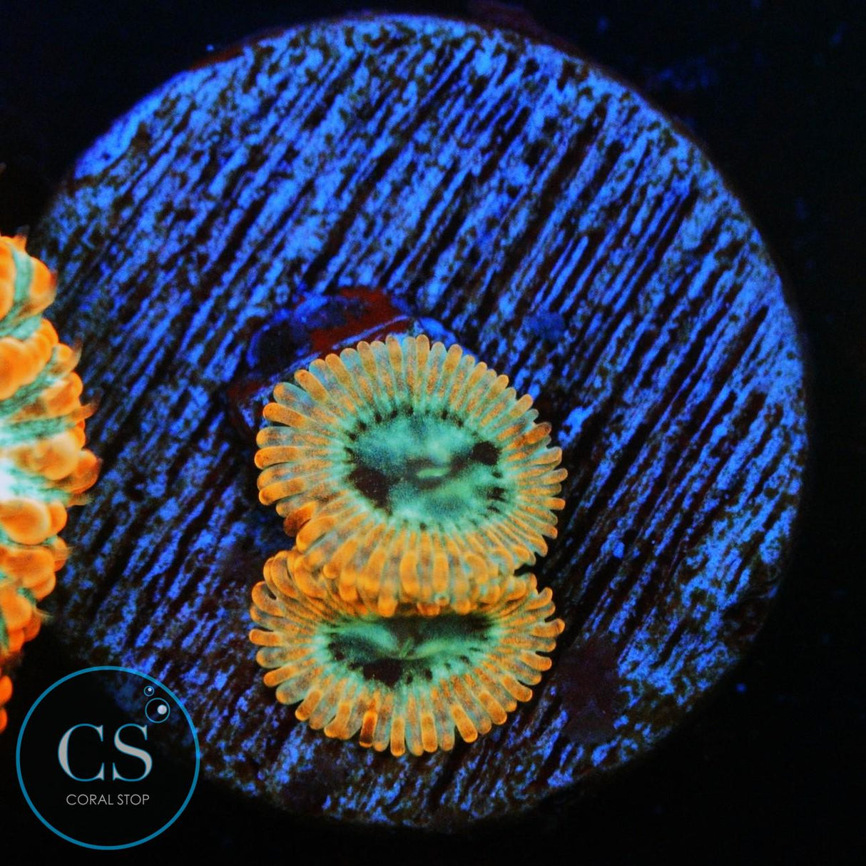UTTER PEACE ZOA