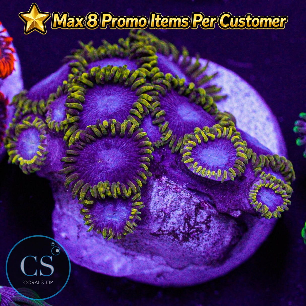 Blue Phoenix Zoa