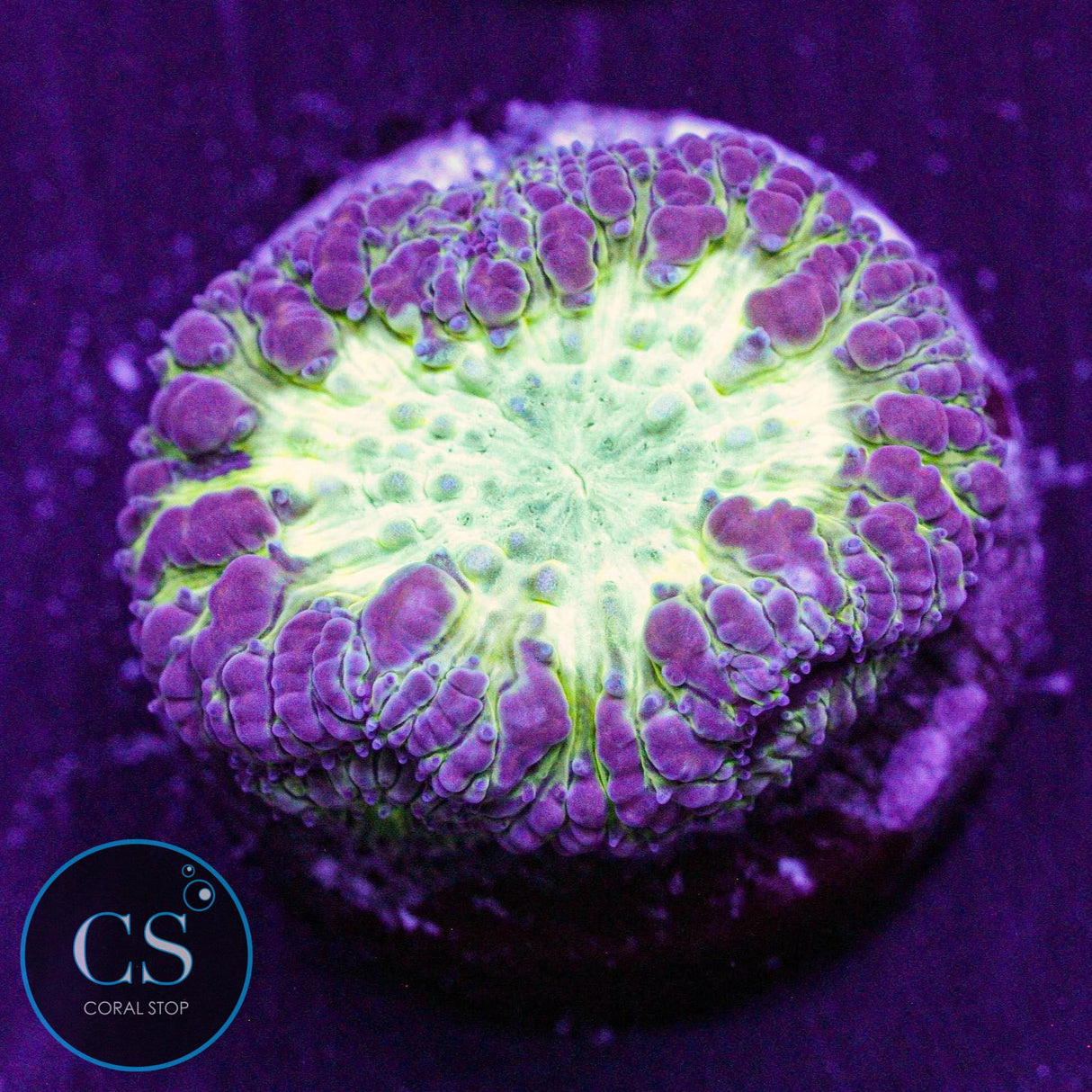 CS City Pulse Blasto