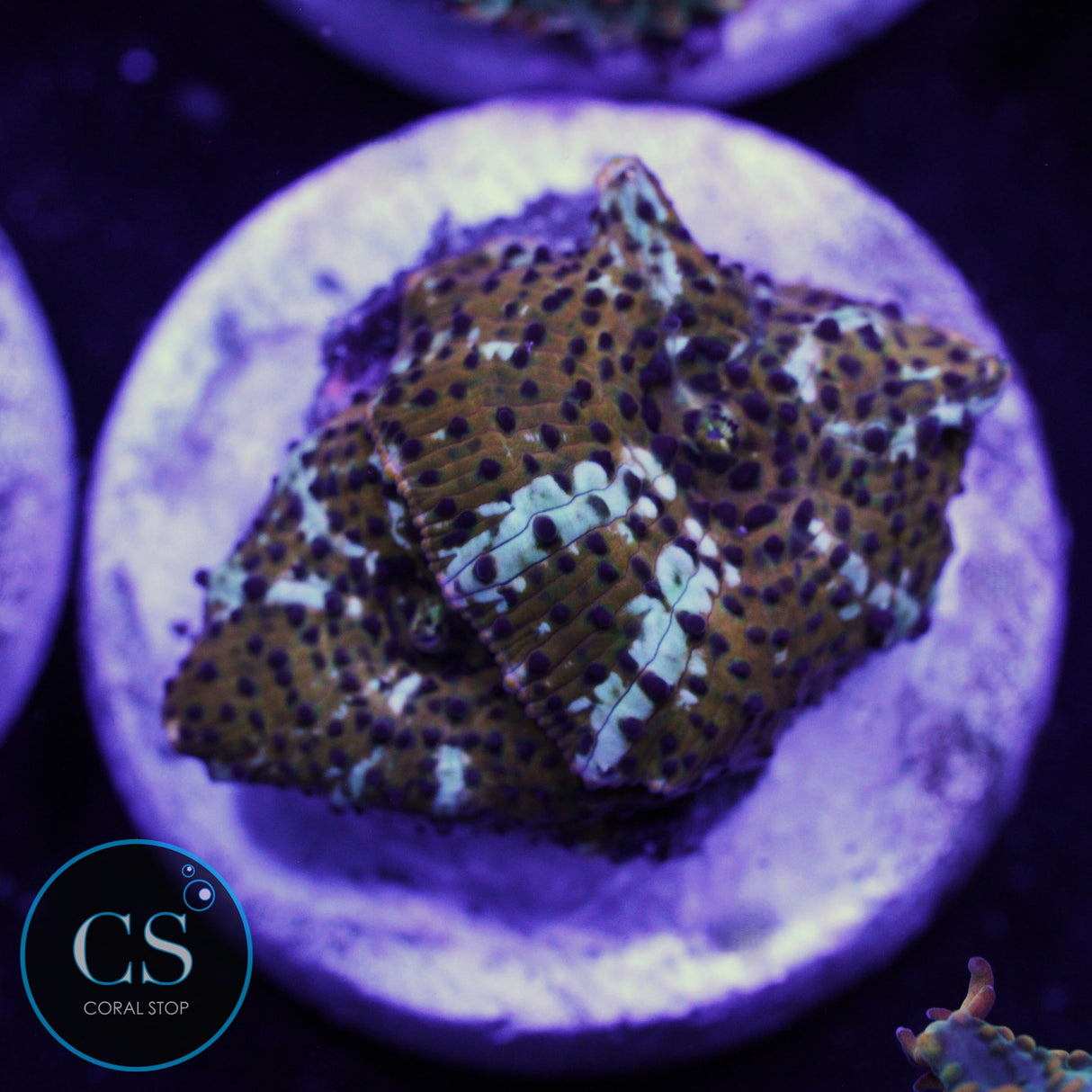 LEOPARD DISCO MUSHROOM DOUBLE