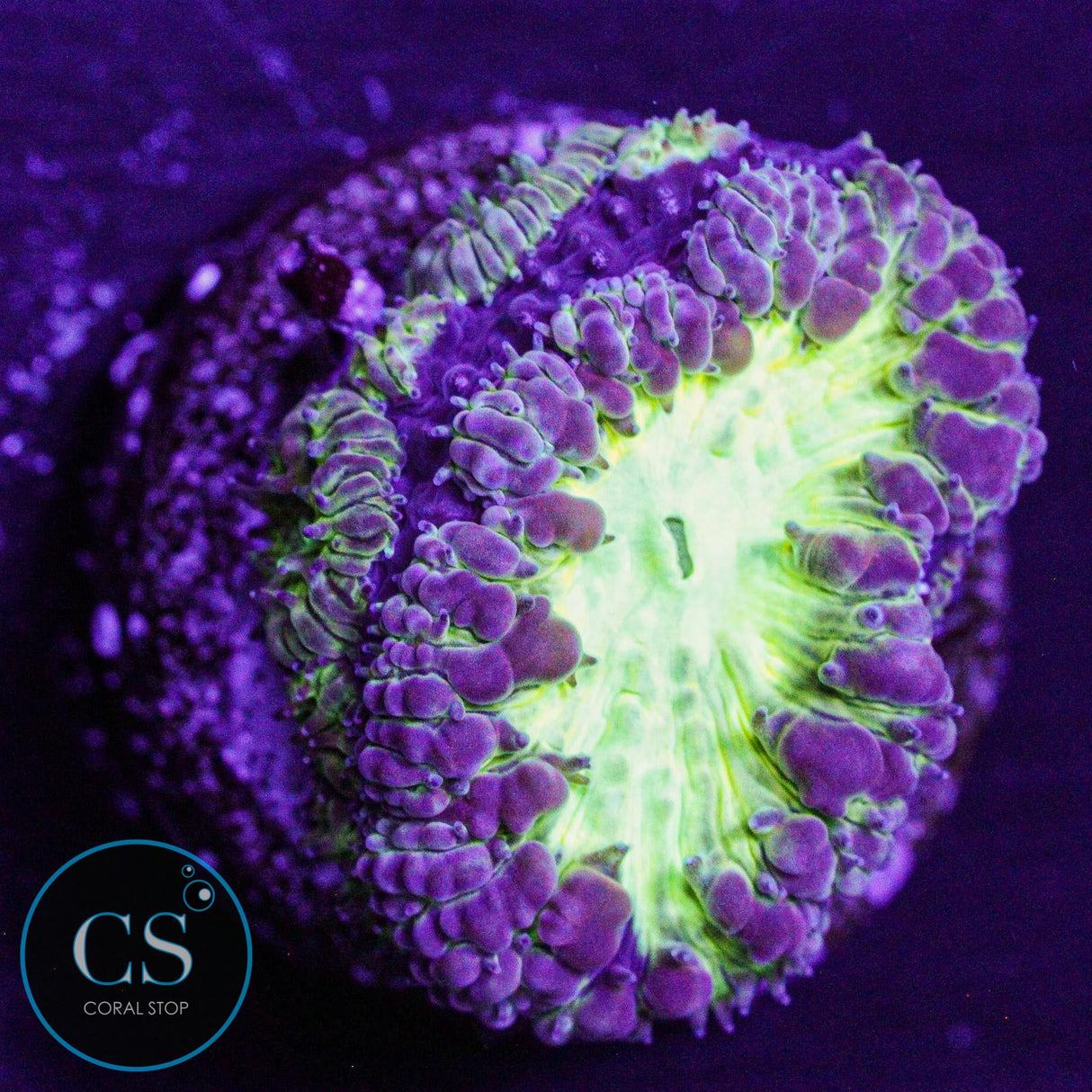 CS City Pulse Blasto