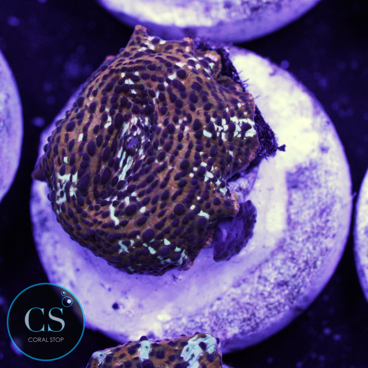 LEOPARD DISCO MUSHROOM