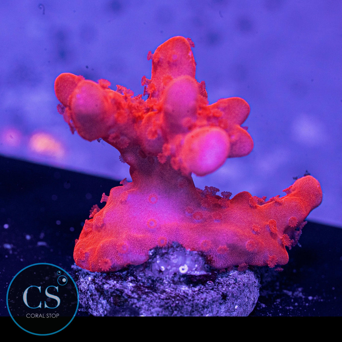 Red Setosa