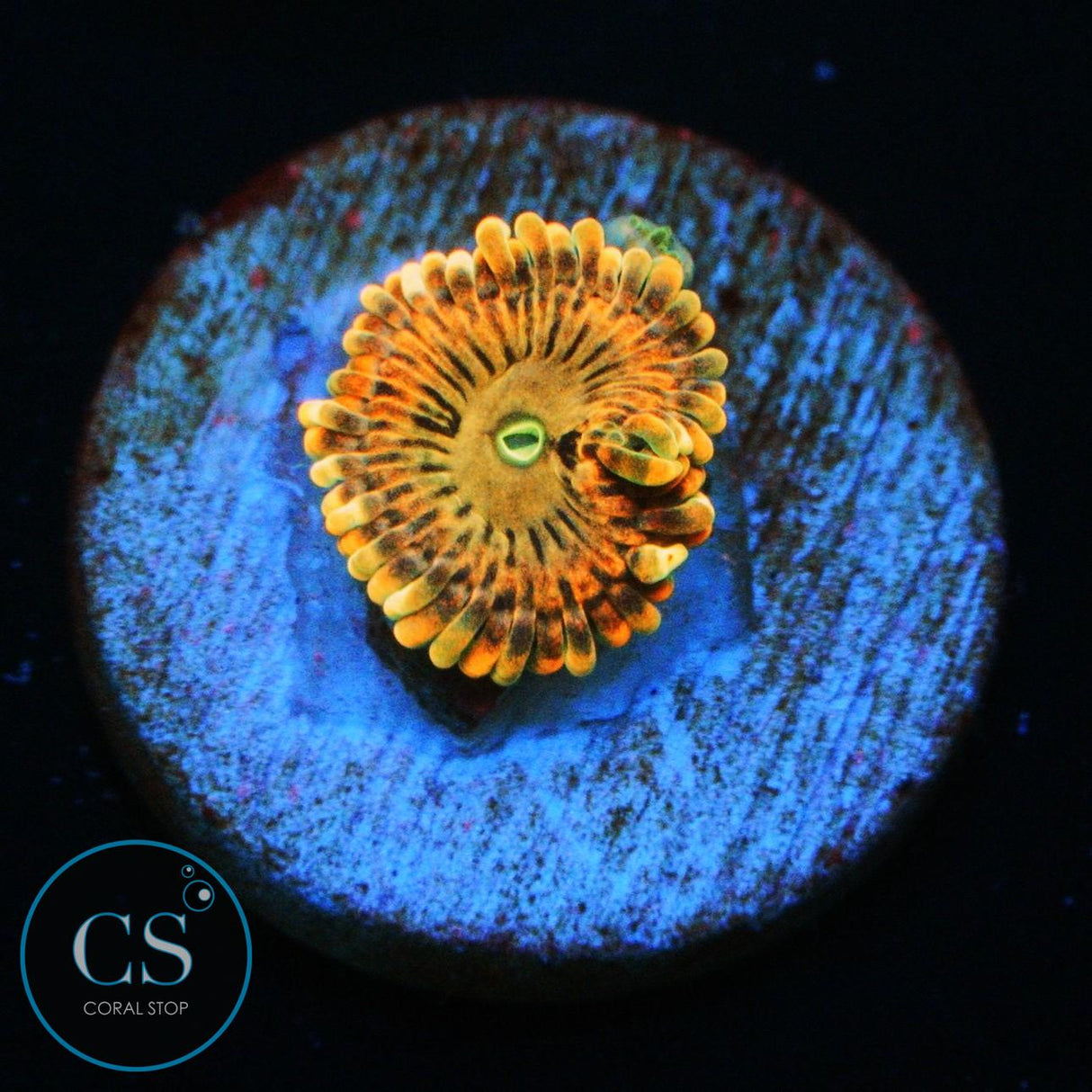 FAIRY FART ZOA
