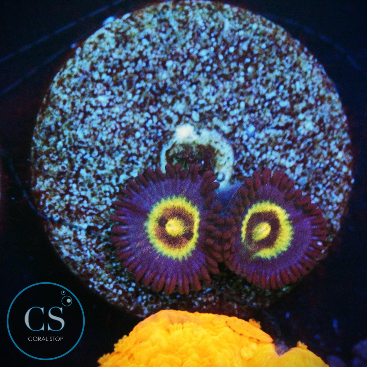 OG WOLVERINE ZOA