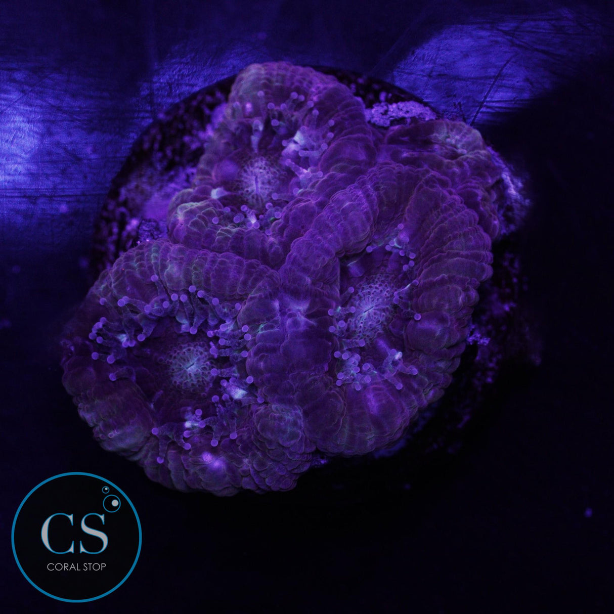 Color Up Asian Acan