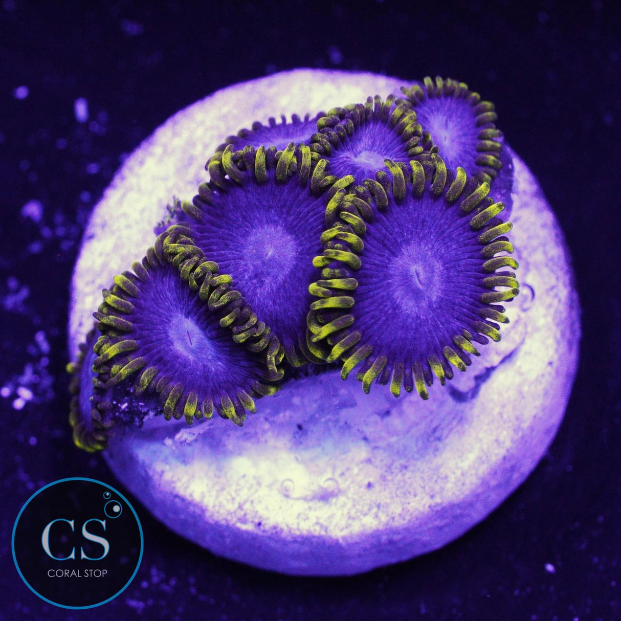 Blue Phoenix Zoa