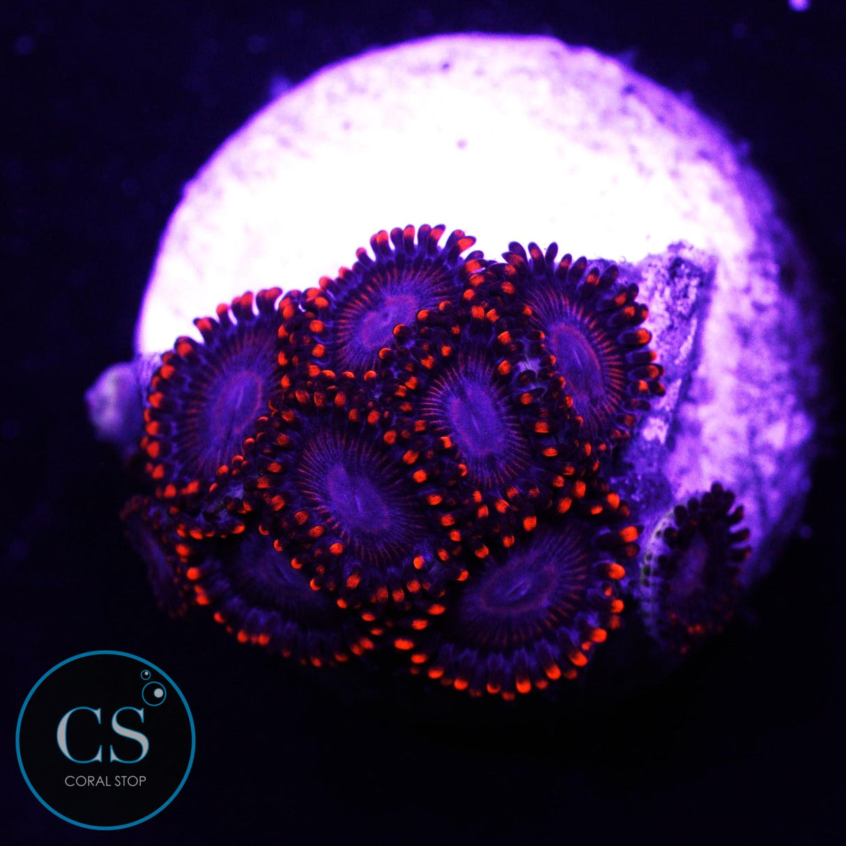 WWC Twizzlers Zoa