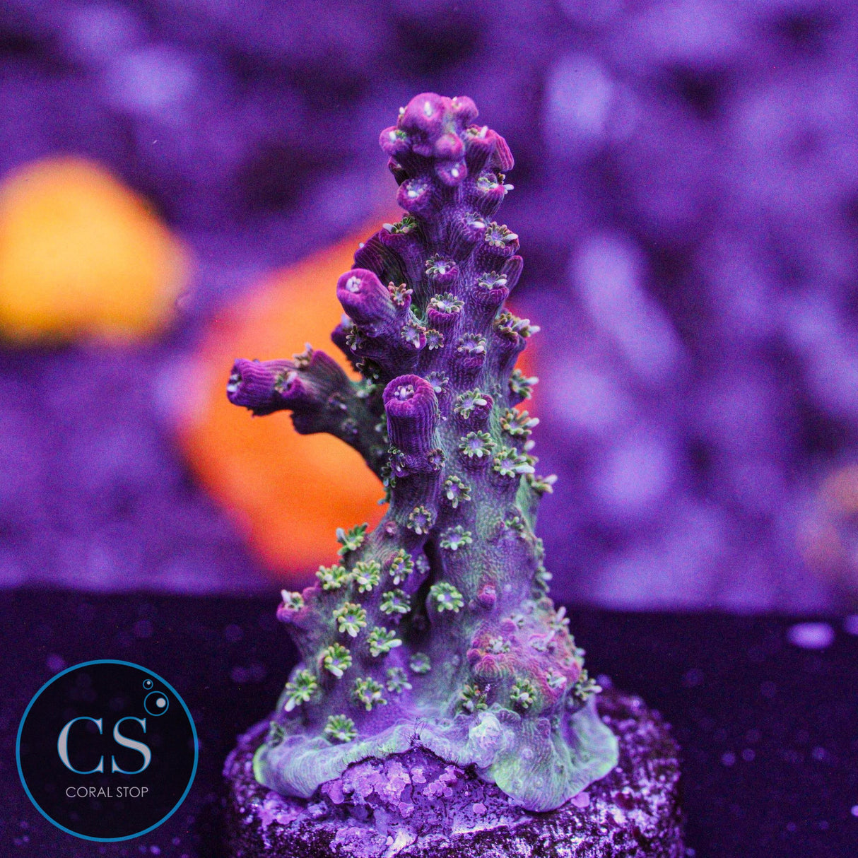 Vivid's Confetti Acro