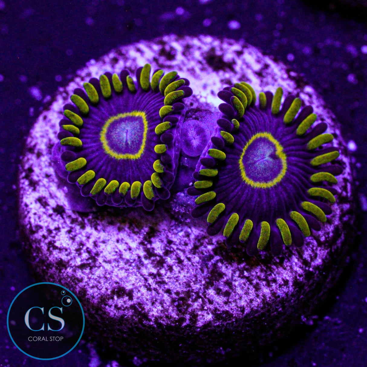 Blue Hornet Zoa