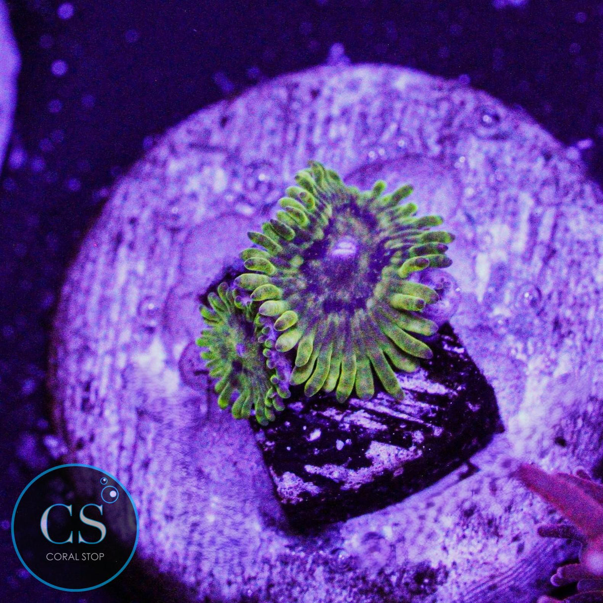 Wobbegong Zoa