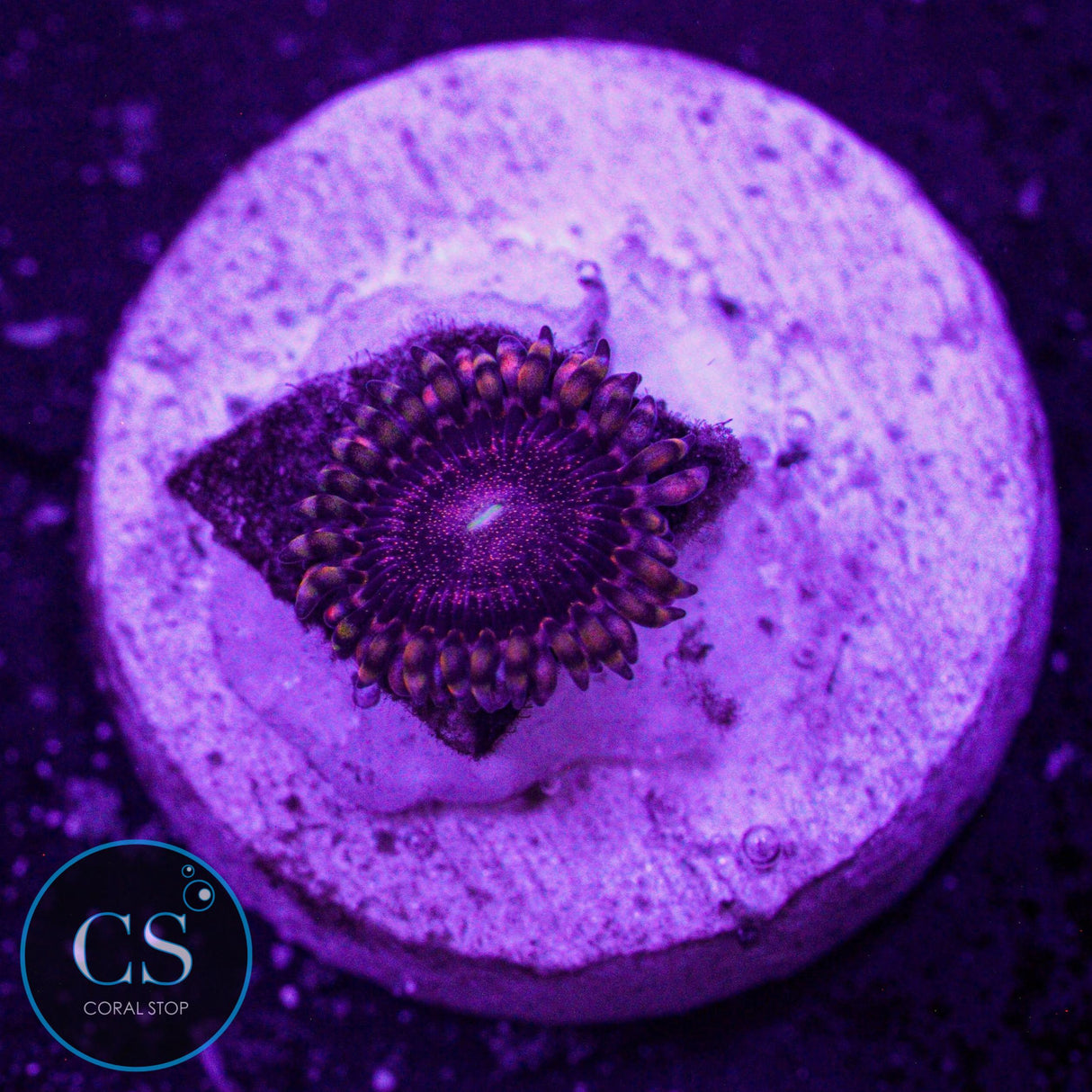 LC Andromeda Zoa