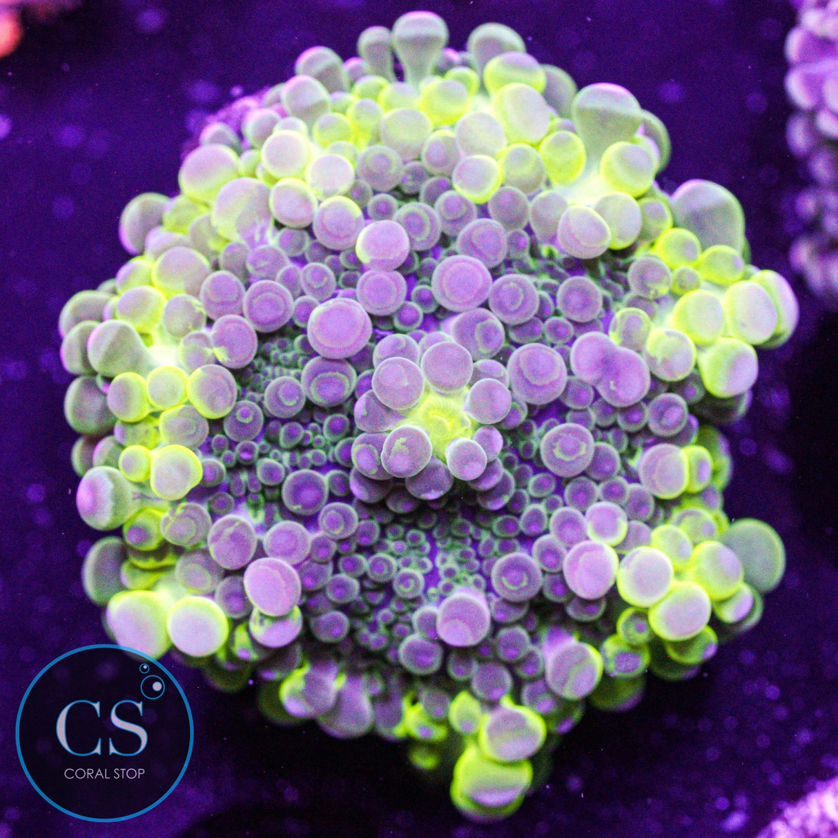 Electric Malaysian Yuma Mushroom