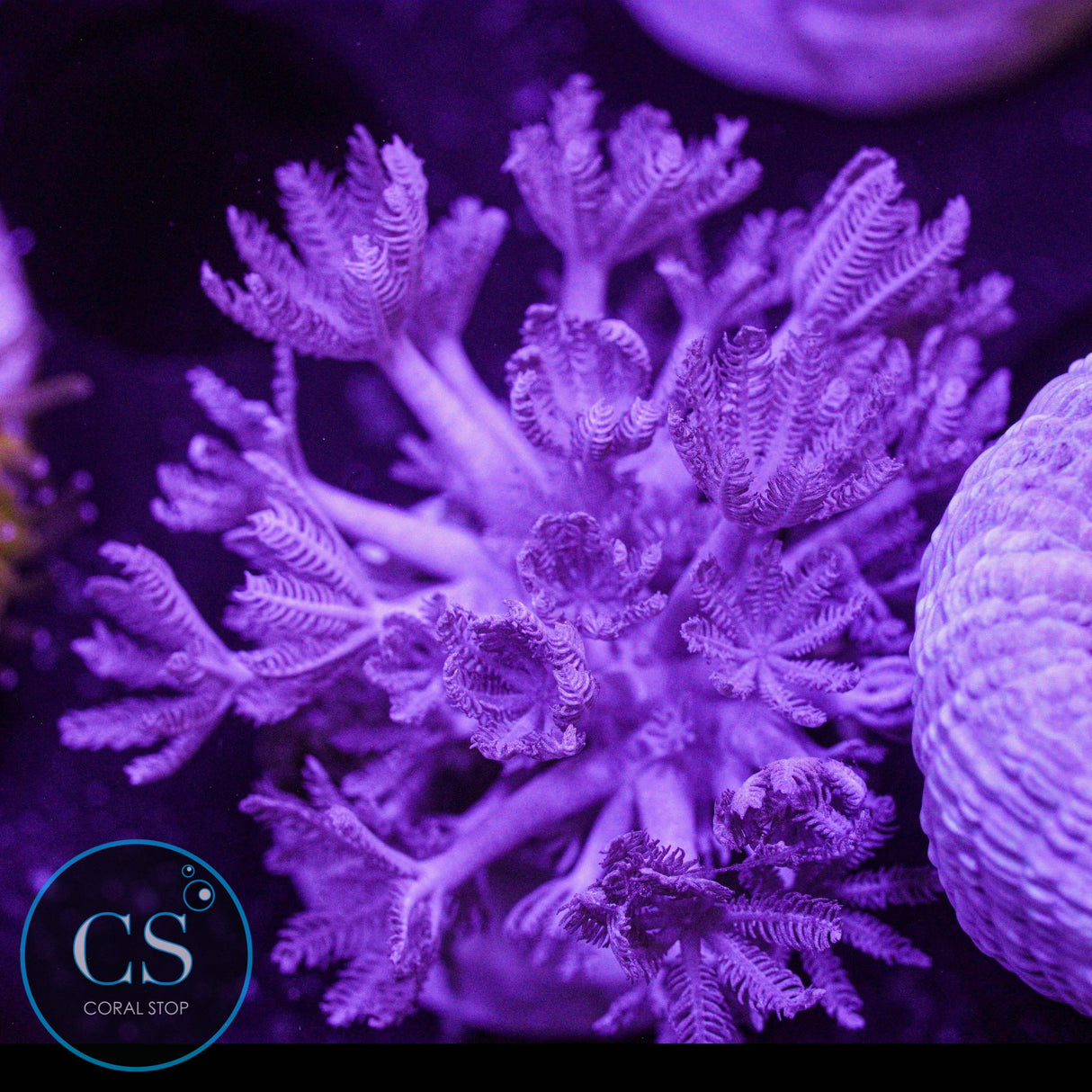 Pulsing Xenia