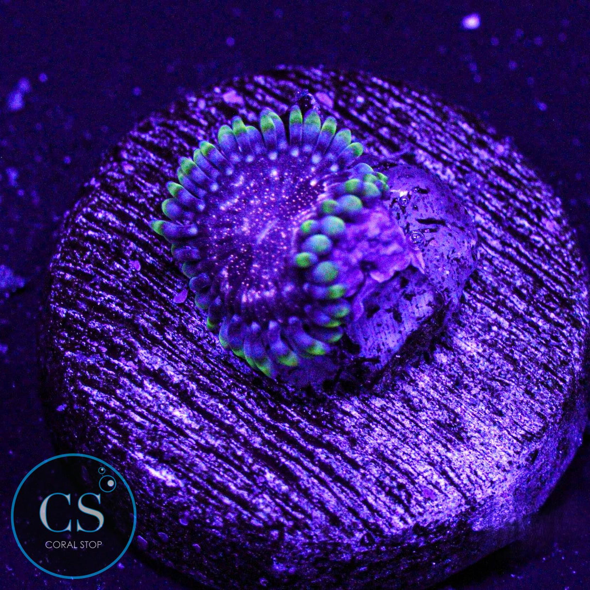Rose Nebula Zoa