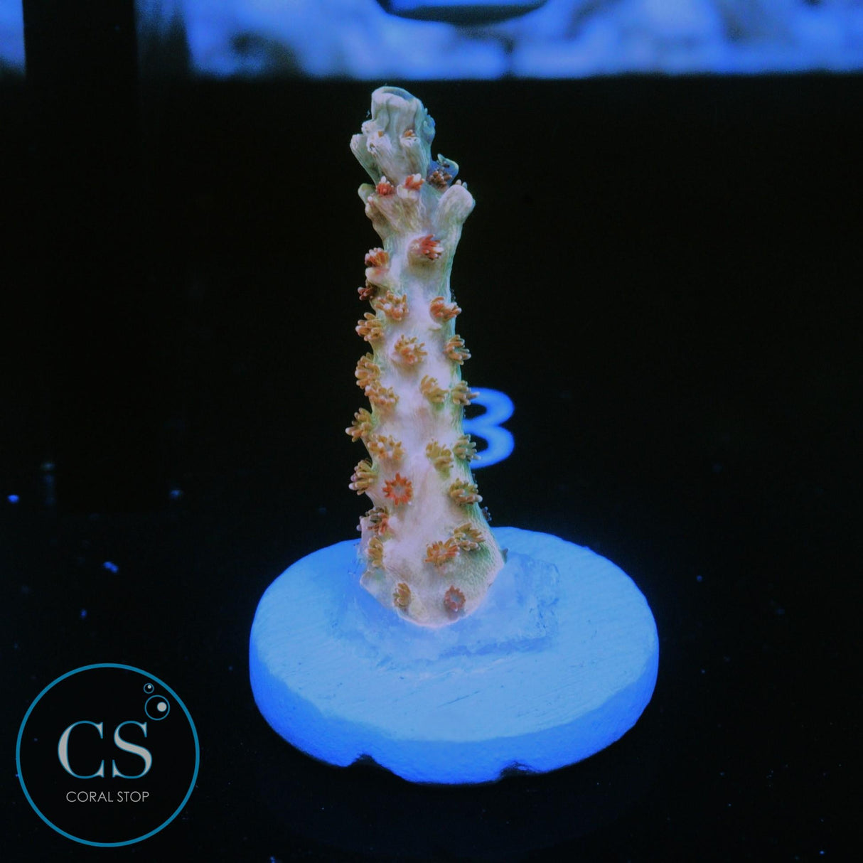 CS RASPBERRY SHORTCAKE ACRO