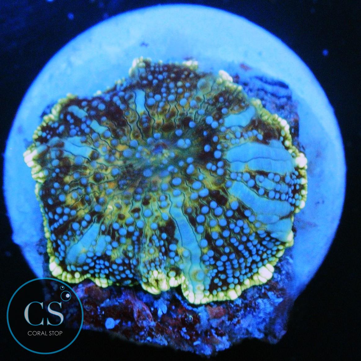 NEW RELEASE CS BLUE DEVIL BOUNCE MUSHROOM