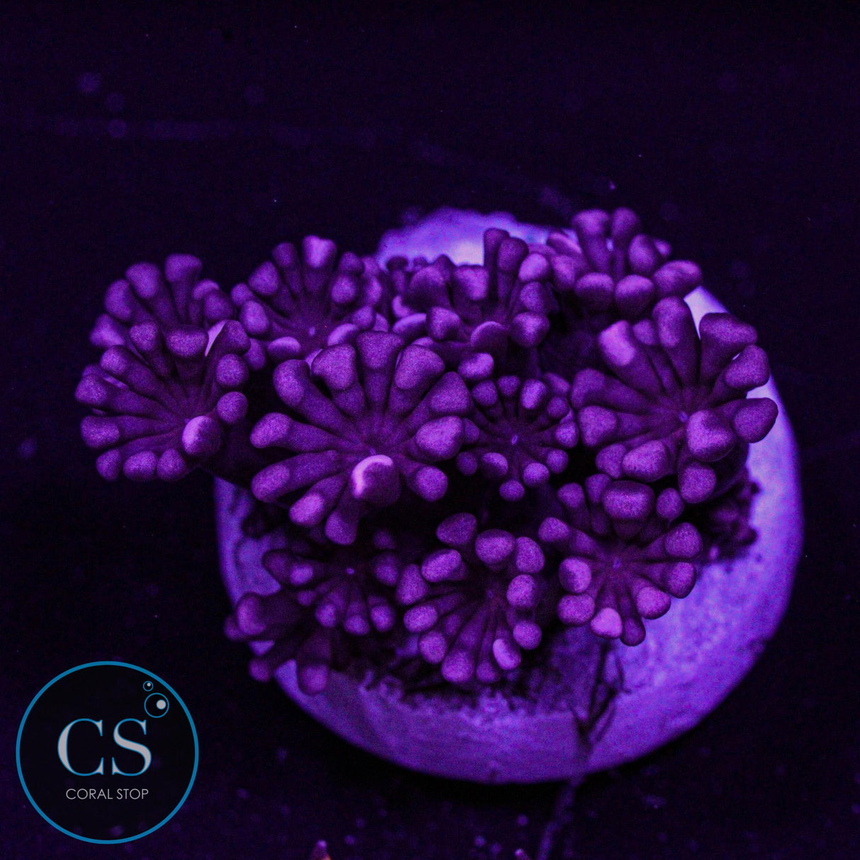 Rare Ruby Red Alveopora