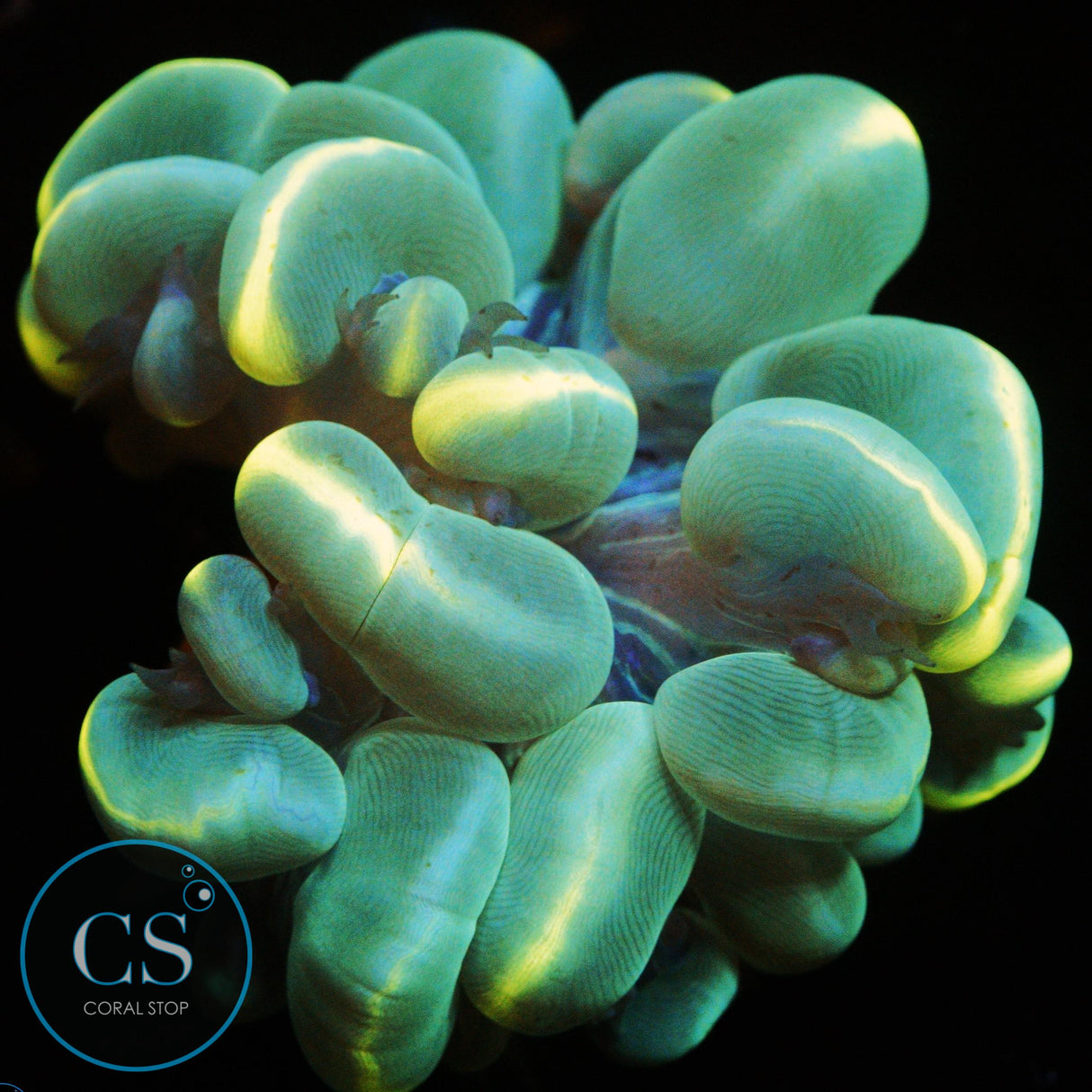 2" STRIPED BUBBLE CORAL