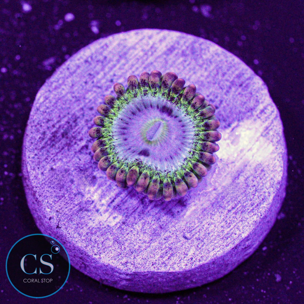 Rainbow Rhino Zoa