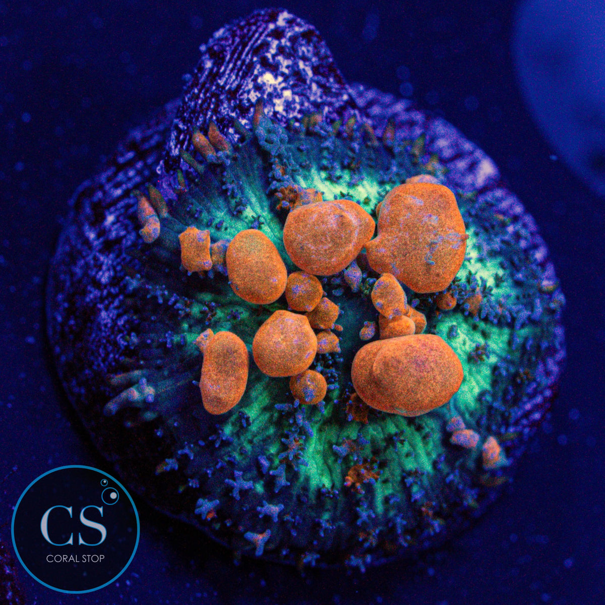 Sunkist Bounce Mushroom