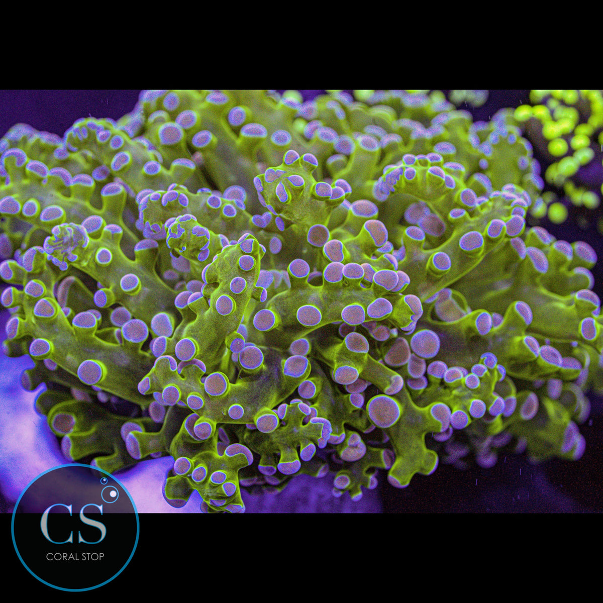 Rare Pink Tip Frogspawn