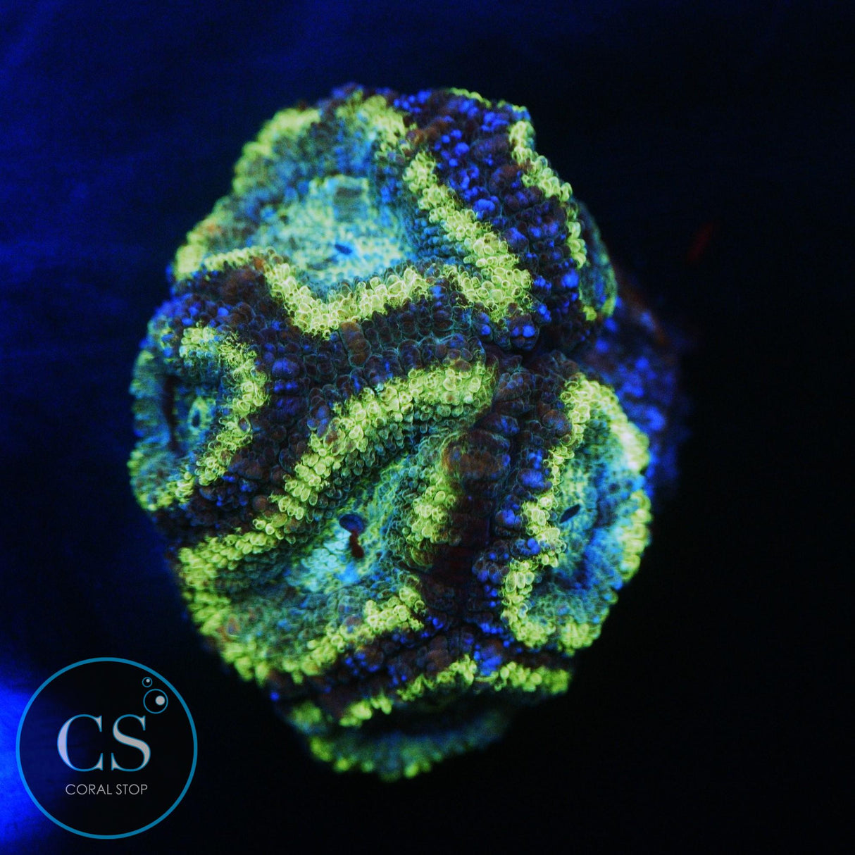 GREEN HULK ACAN