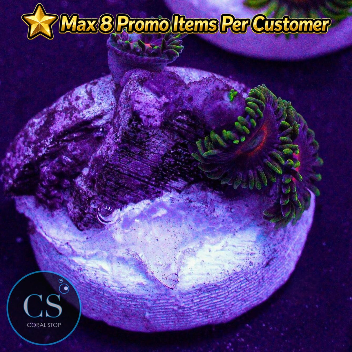 Purple Heart Zoa