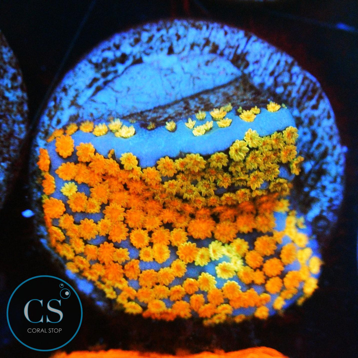 WWC RAINBOW MONTI