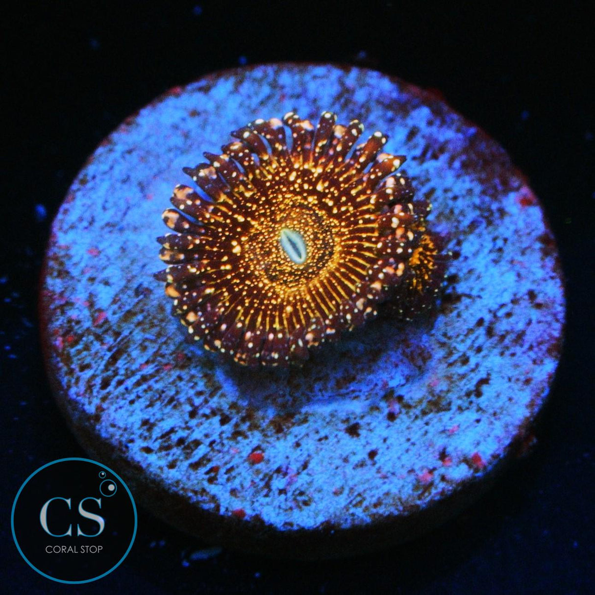 JF FRANKIES ACID TRIP ZOA