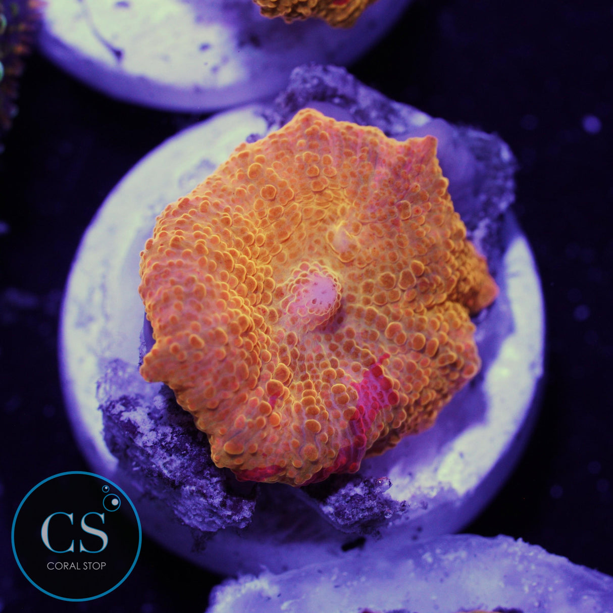 POLETTI JAWBREAKER MUSHROOM