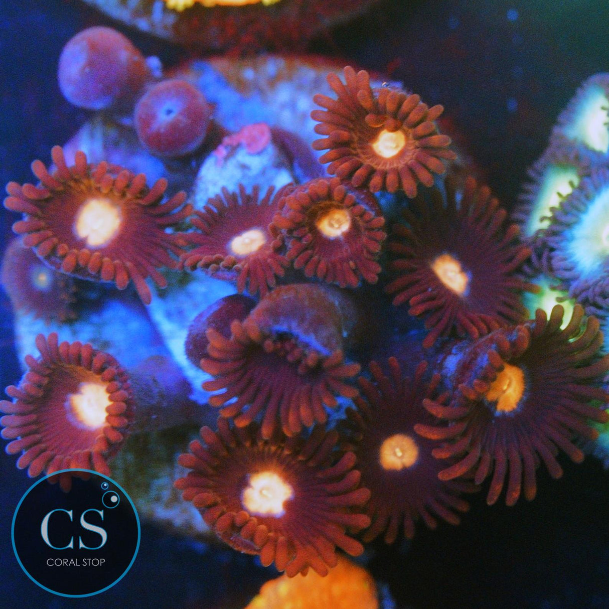 JPS MYSTIQUE ZOA