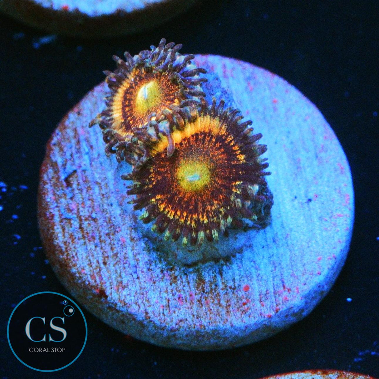 CS BLOODY CUTIES ZOA