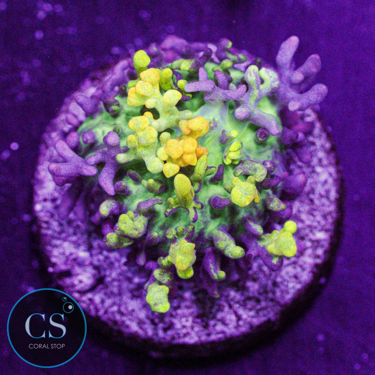 CC Magic Carpet Bounce Mushroom