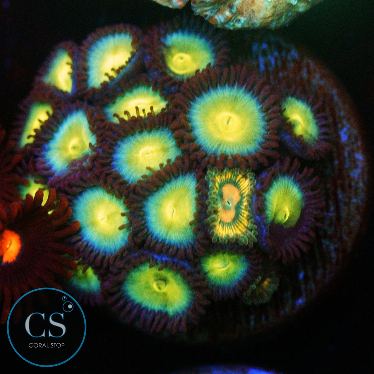 LOST WORLDS ZOA