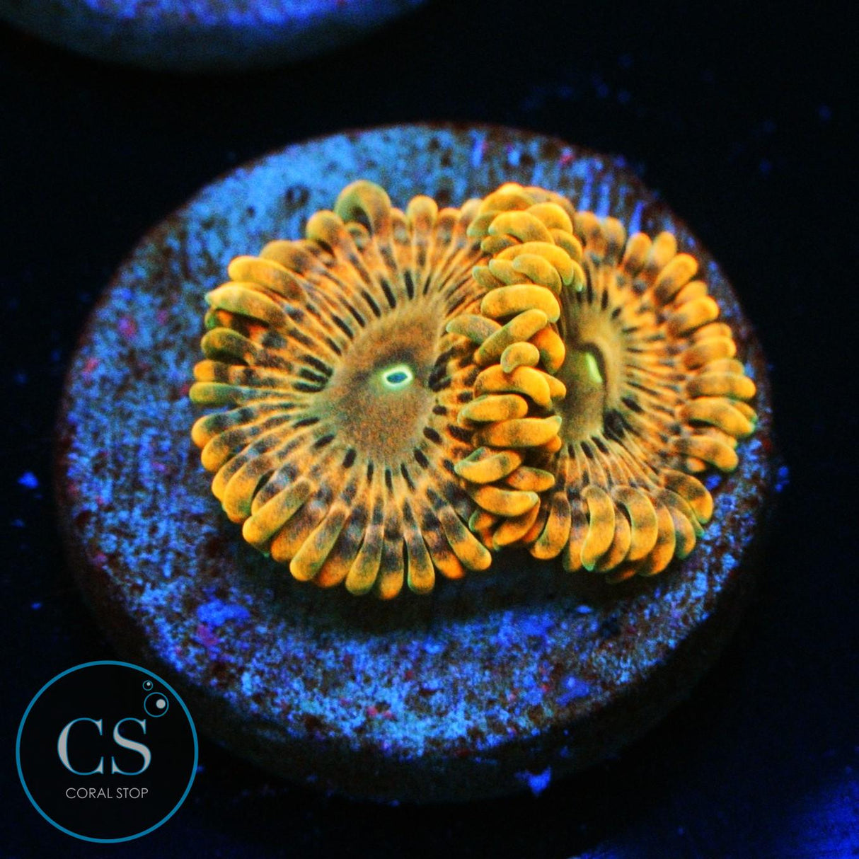 FAIRY FART ZOA
