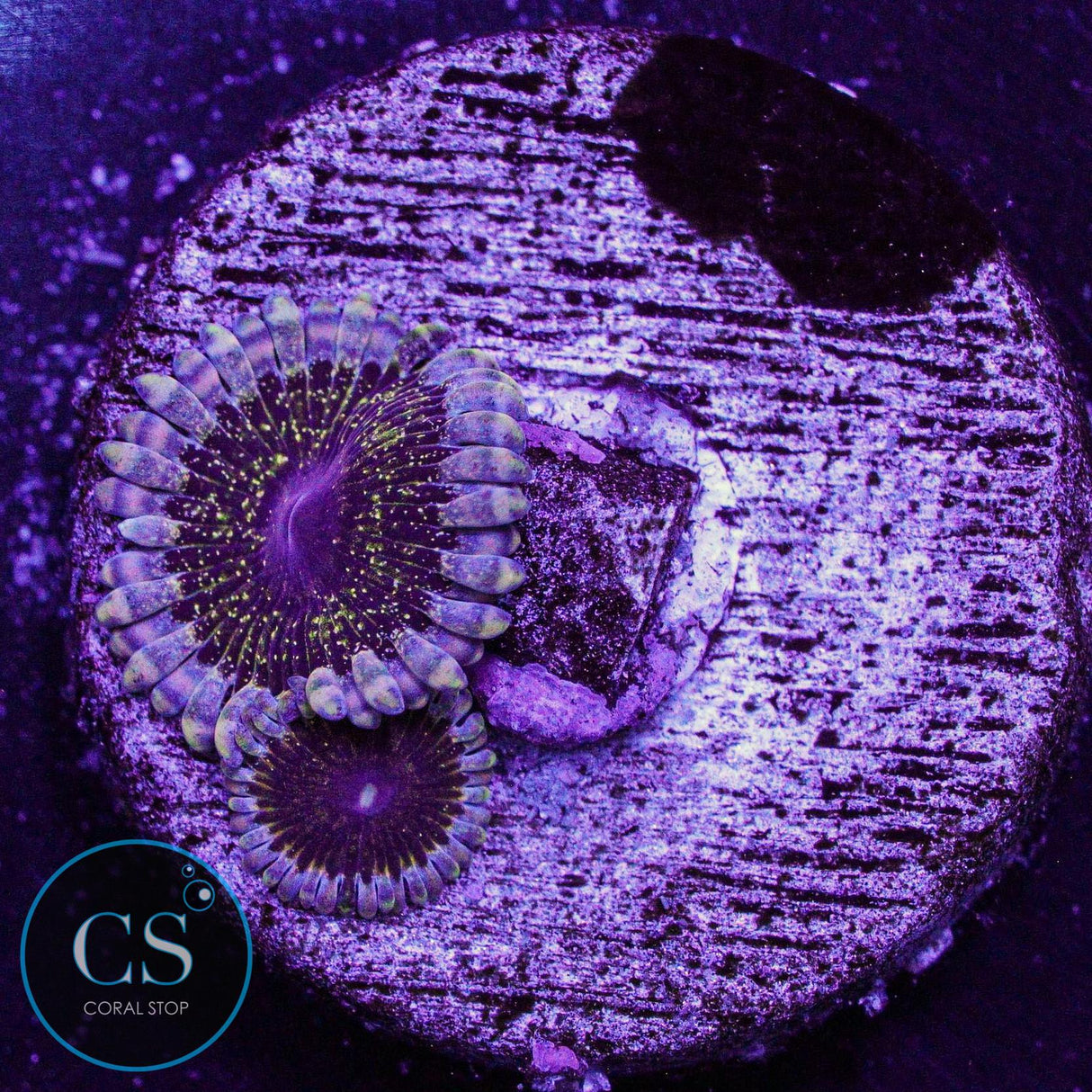 Solar Circus Zoa